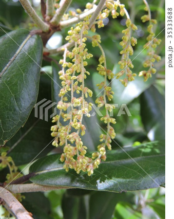ウバメガシ 花 雄花 広葉樹の写真素材