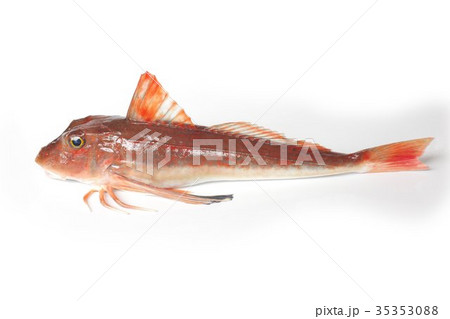 ホウボウ キミ キミヨ 魚の写真素材