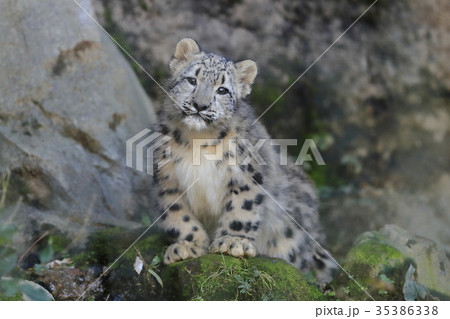 ユキヒョウ 雪豹 かわいい 子供の写真素材