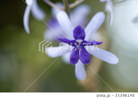 ペトレア ウォルビリスの写真素材