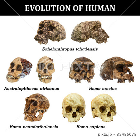 アウストラロピテクスの写真素材