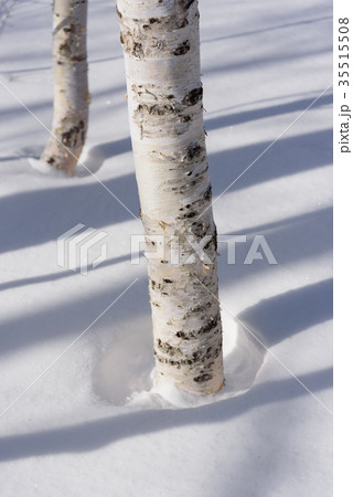 木 樹木 白樺 雪の写真素材