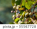 野葡萄ノブドウ 花言葉は 慈愛 の写真素材