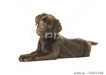 犬 ラブラドールレトリバー 茶色 横顔の写真素材
