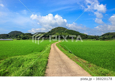 田んぼ あぜ道の写真素材