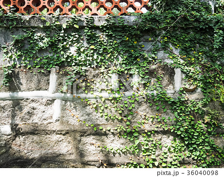 石壁 壁 蔦 蔓性植物の写真素材