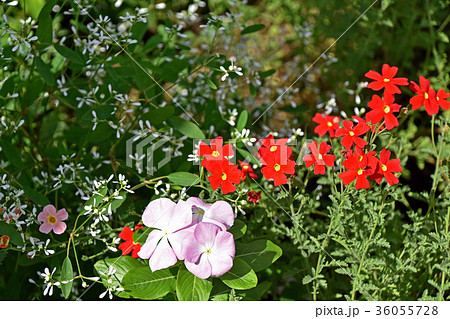 サンブリテニア 花 スカーレット 春 初秋の写真素材