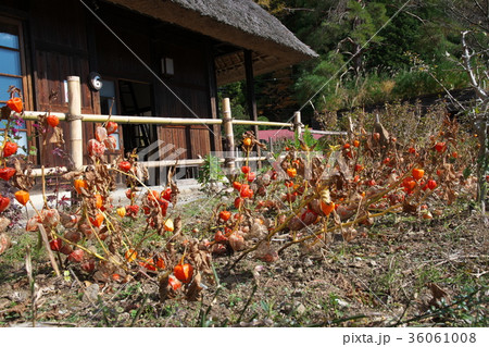 ほおずき 実る 山梨県 富士河口湖町の写真素材