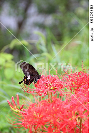 昆虫 蝶 横向き アゲハチョウ科の写真素材