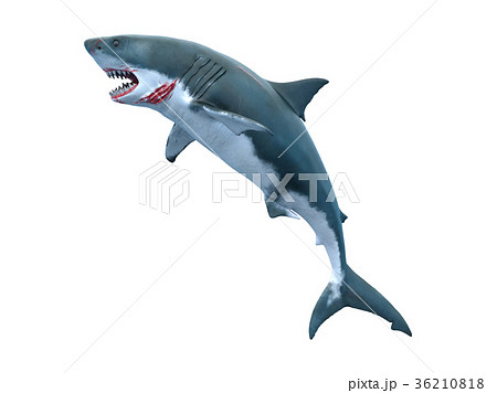 サメのイラスト素材 36210818 Pixta