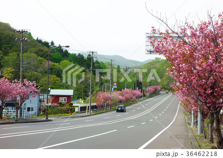 登別桜並木 桜並木 道路 桜の写真素材