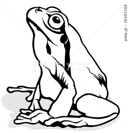 カエル 蛙 白黒 黒白のイラスト素材