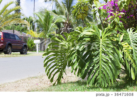 モンステラ ハワイ ワイマナロ 観葉植物の写真素材