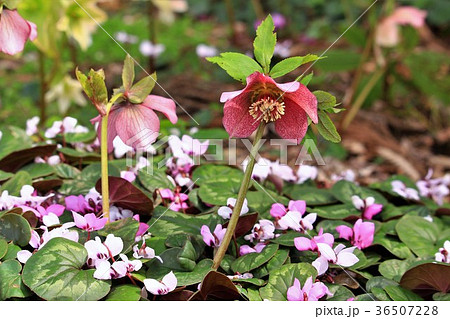 花 クリスマスローズ シクラメン 花畑の写真素材