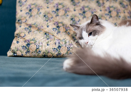 猫 ラグドール 美しい 美の写真素材