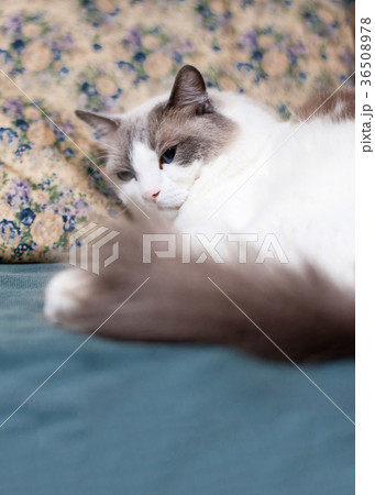 猫 ラグドール 美しい 美の写真素材