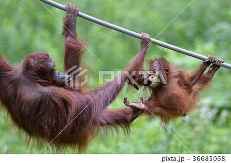 オランウータンの赤ちゃんの写真素材