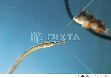 ヨウジウオ 海水魚 細長い魚 海の生き物の写真素材