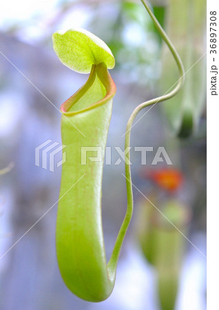 食虫植物 ウツボカズラ 夢の島熱帯植物園 江東区の写真素材