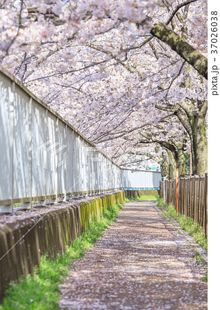 桜の木の写真素材集 ピクスタ