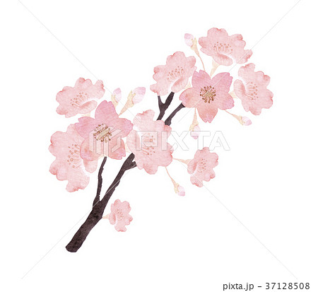 桜 幹のイラスト素材