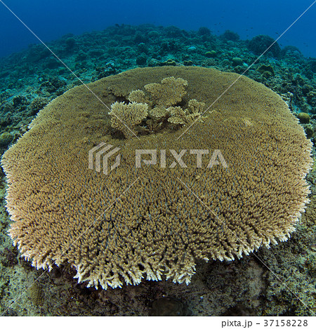 テーブル珊瑚等及び皿珊瑚4個 写真1~6の全て 海水魚