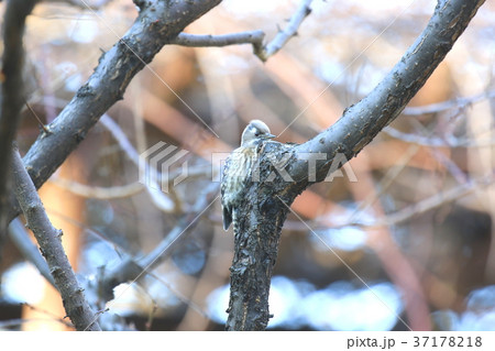 木をつつく鳥 野鳥の写真素材