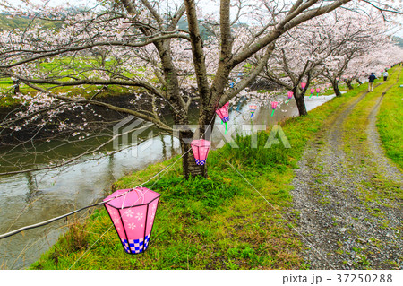 琴海花まつりの写真素材