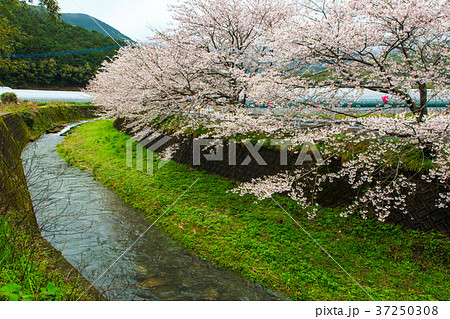琴海花まつりの写真素材