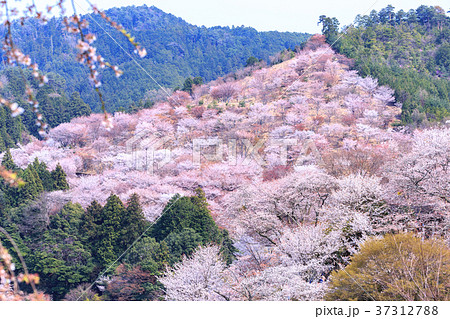 吉野桜の写真素材 - PIXTA