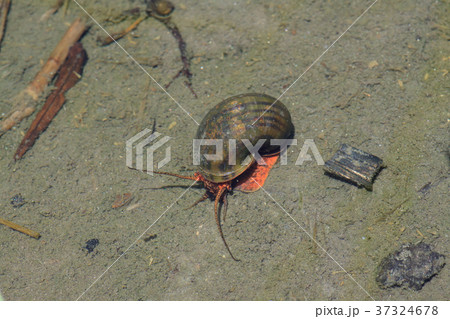 ジャンボタニシ リンゴガイ科 貝類 腹足類の写真素材