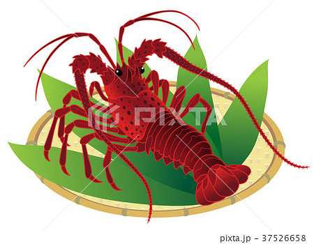 伊勢海老のイラスト素材