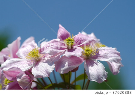 モンタナの花の写真素材