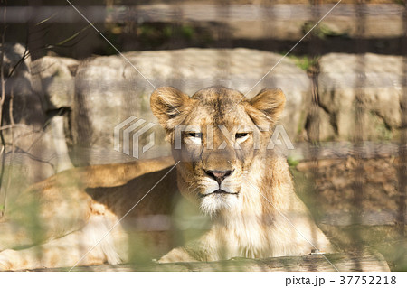 雌 ライオン メス 檻の写真素材