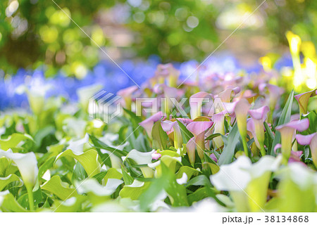 花壇 花畑 花 デルフィニウムの写真素材