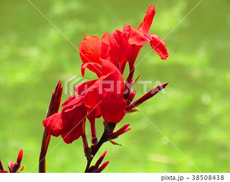 カンナの花 赤い花 季節の花 夏の花の写真素材