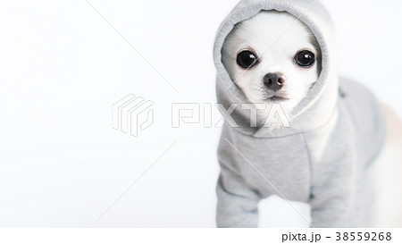 チワワ 犬 フード 被るの写真素材