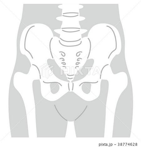 骨盤の写真素材