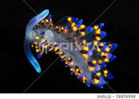 ウミウシ Seaslug かわいいの写真素材