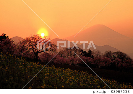 菜の花 桜 篠窪 サクラの写真素材