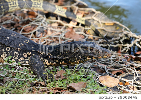 ミズオオトカゲ 爬虫類 竜 スリランカの写真素材 - PIXTA