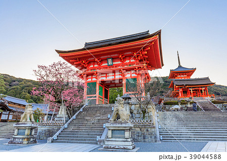 安来清水寺日本梅子京都春天照片素材