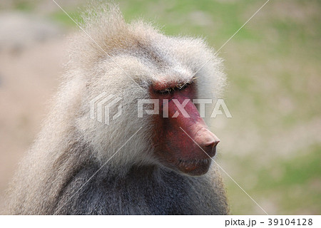 マントヒヒの写真素材