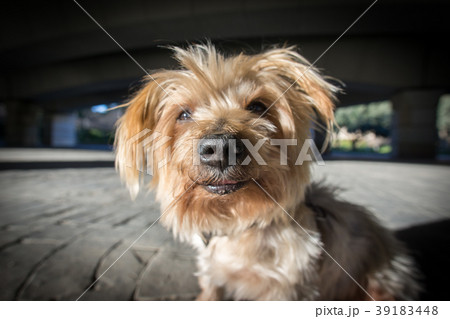 びっくり 犬 驚く びっくり顔の写真素材