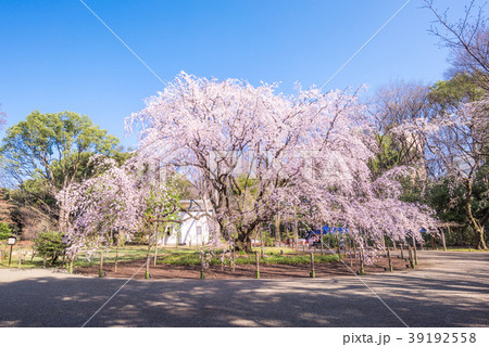 六義園・しだれ桜の写真素材 - PIXTA
