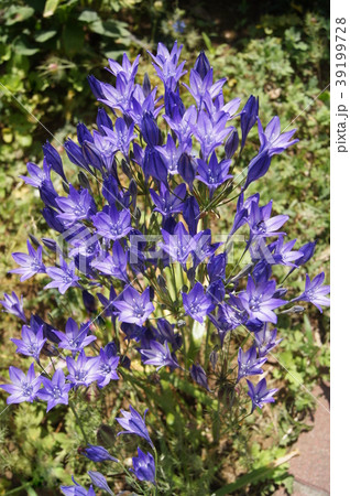 ブローディアの花の写真素材