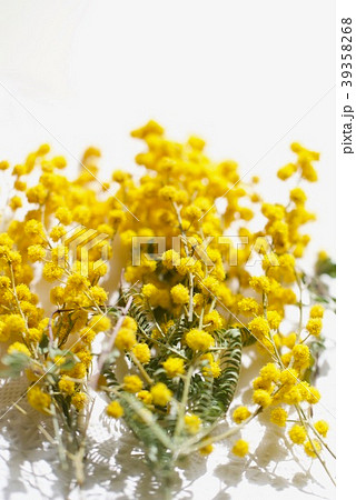 ミモザ ドライフラワー 花 植物の写真素材