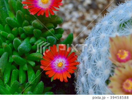 花 多肉植物 砂漠 砂漠の宝石の写真素材