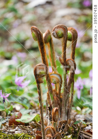 ゼンマイ 山菜 花 春の写真素材