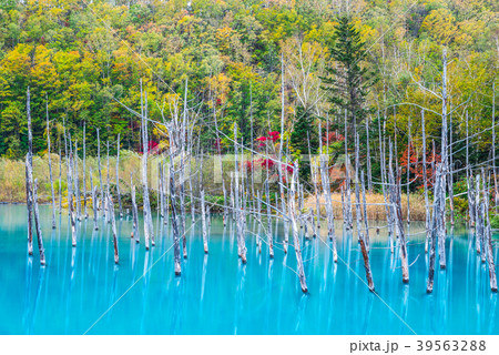 青い池 秋 北海道上川郡美瑛町白金 17年10月撮影の写真素材